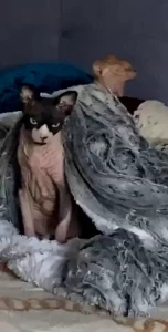 My lovely cats