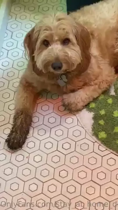 He s so dirty gonna go live and give him a little washing introducing 