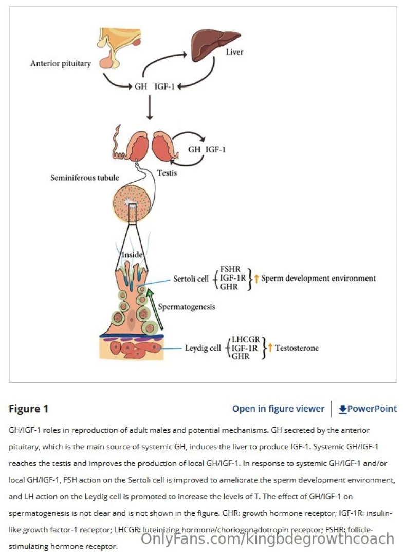 Does hgh increase ejaculate volume this is something that seems part 2 