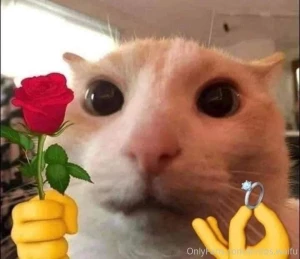 Miau no s hac a mucho fr o