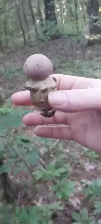 I swear i find dicks everywhere what kind of shroom is this guy found 