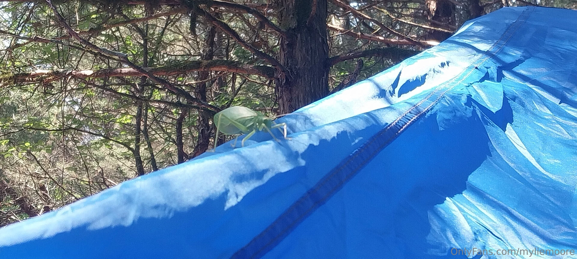 I find the coolest bugs in arkansas 