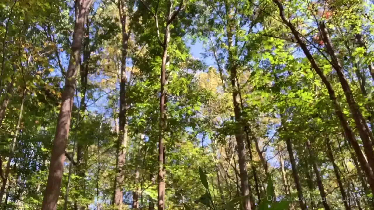 Betta run through the jungle and don t look back ccr 