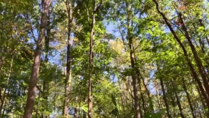 Betta run through the jungle and don t look back ccr