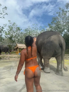 Elephant lover part 2
