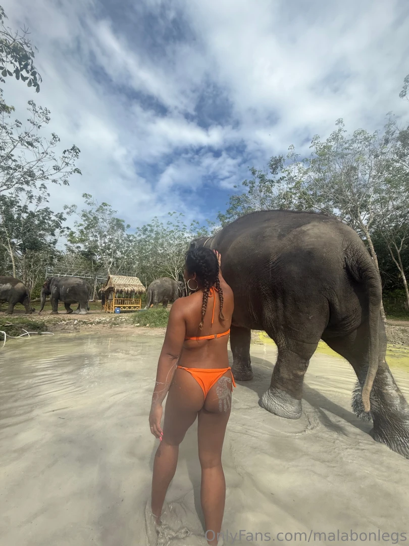 Elephant lover part 1 