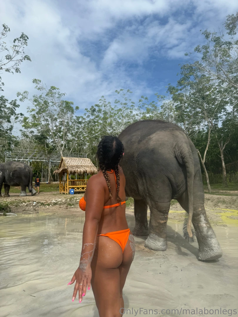 Elephant lover 