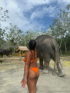 Elephant lover