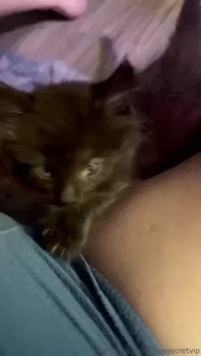 A little life update i fostered a new kitten this is my 25th foster i 