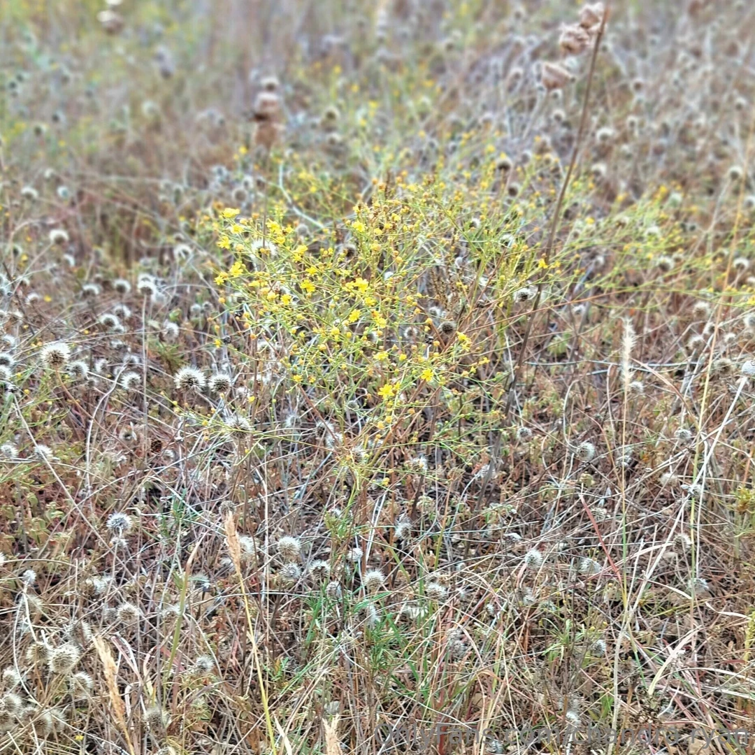 Pics from my walk today part 1 