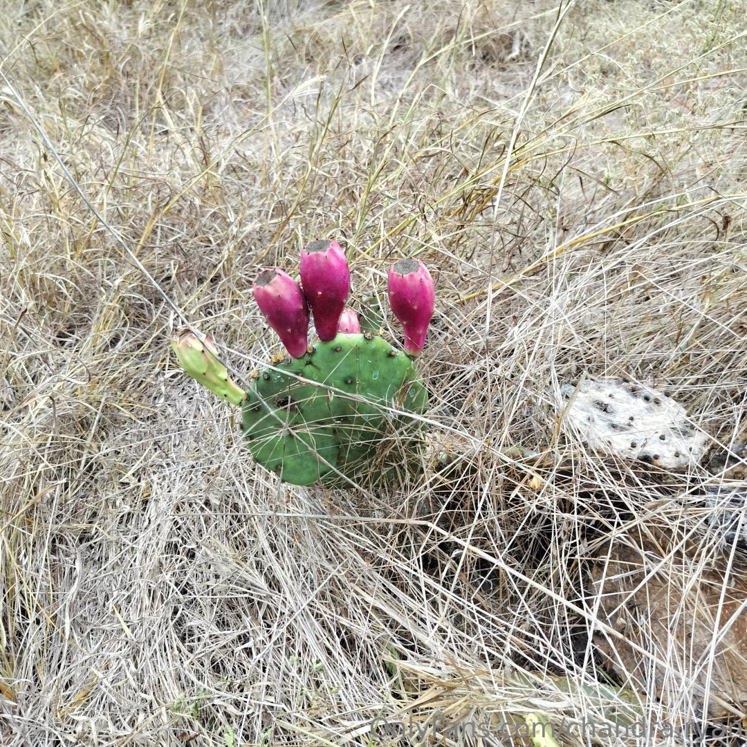 Pics from my walk today part 7 