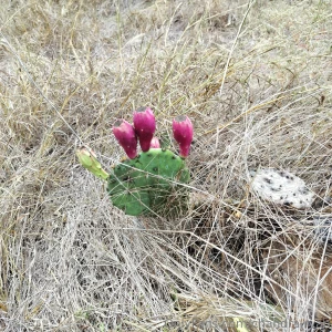 Pics from my walk today part 7