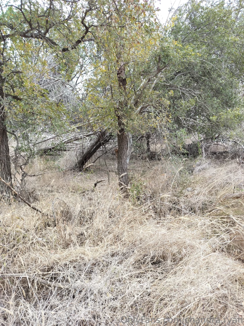 Pics from my walk today part 11 