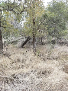 Pics from my walk today part 11