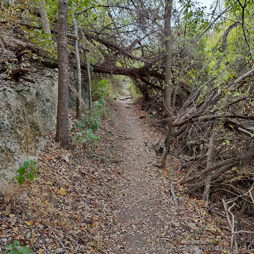 Pics from my walk today part 5 