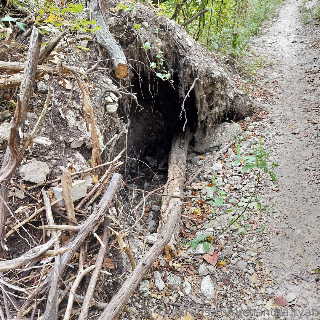 Pics from my walk today part 4 