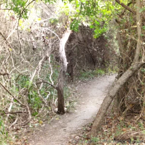 Pics from my walk today part 9