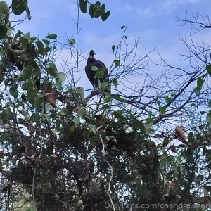 Pics from my walk today part 8