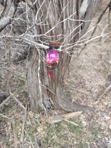 Pics from my walk today