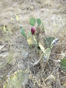 Pics from my walk today part 10