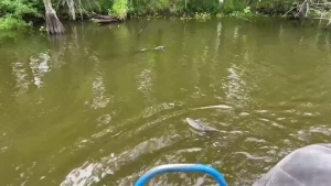 Swamp tour today part 5