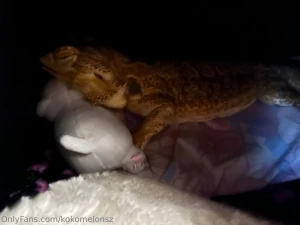Fun fact about your princess this is my spoiled rotten pet she s 6 1 2 part 1