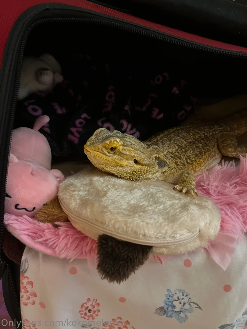 Fun fact about your princess this is my spoiled rotten pet she s 6 1 2 