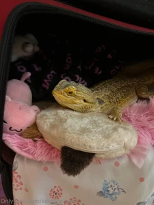 Fun fact about your princess this is my spoiled rotten pet she s 6 1 2