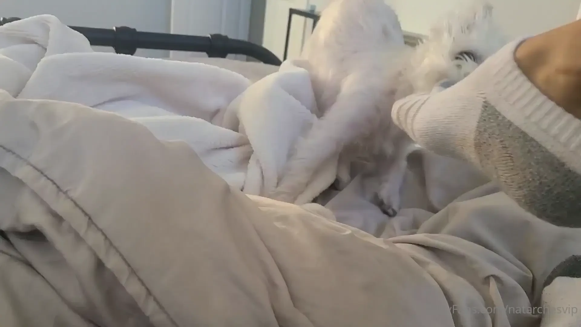 My dog hates when i wear socks 