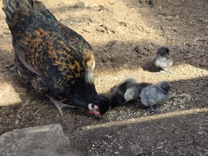 Some of my more vanilla pictures spring for me is plants and birds part 2