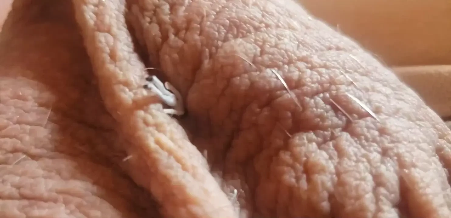 Some junie balls for your consideration- uwu balls 