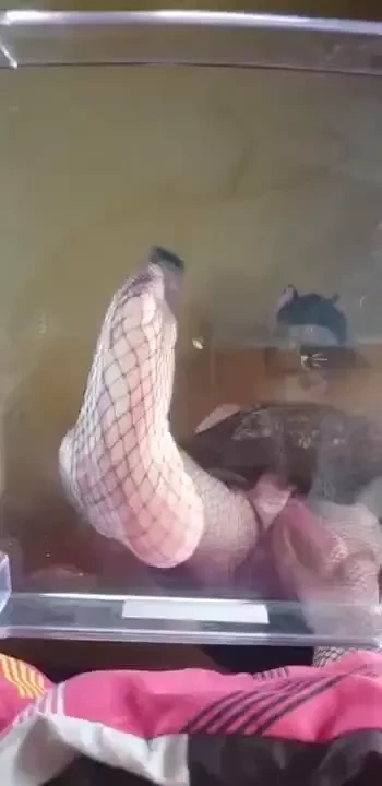 Stompy stompies- hehe meow does so enjoy stomping even the smallest 