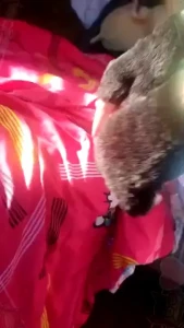 Playing with a little toy and smothering it in my cum for fun anddd it