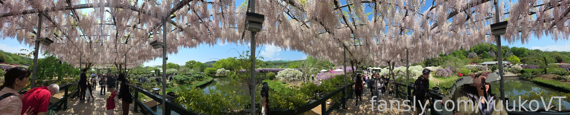 Wisteria my favourite flower i m so dead from flying and doing so many part 2 