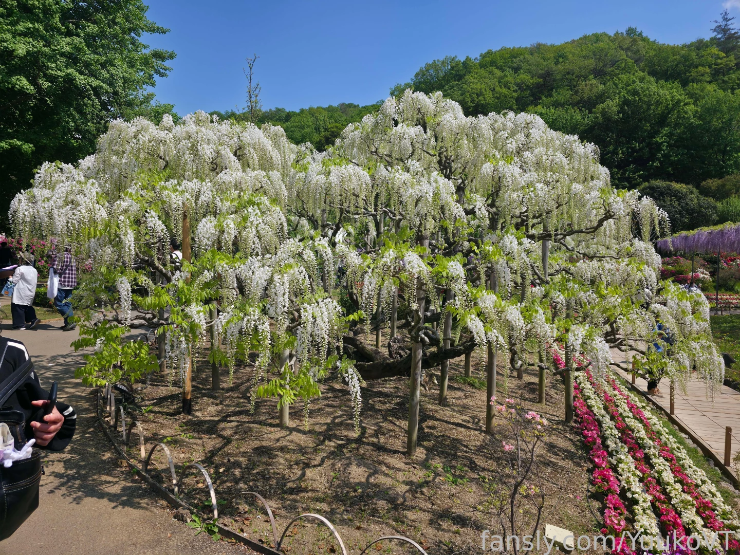 Wisteria my favourite flower i m so dead from flying and doing so many part 1 
