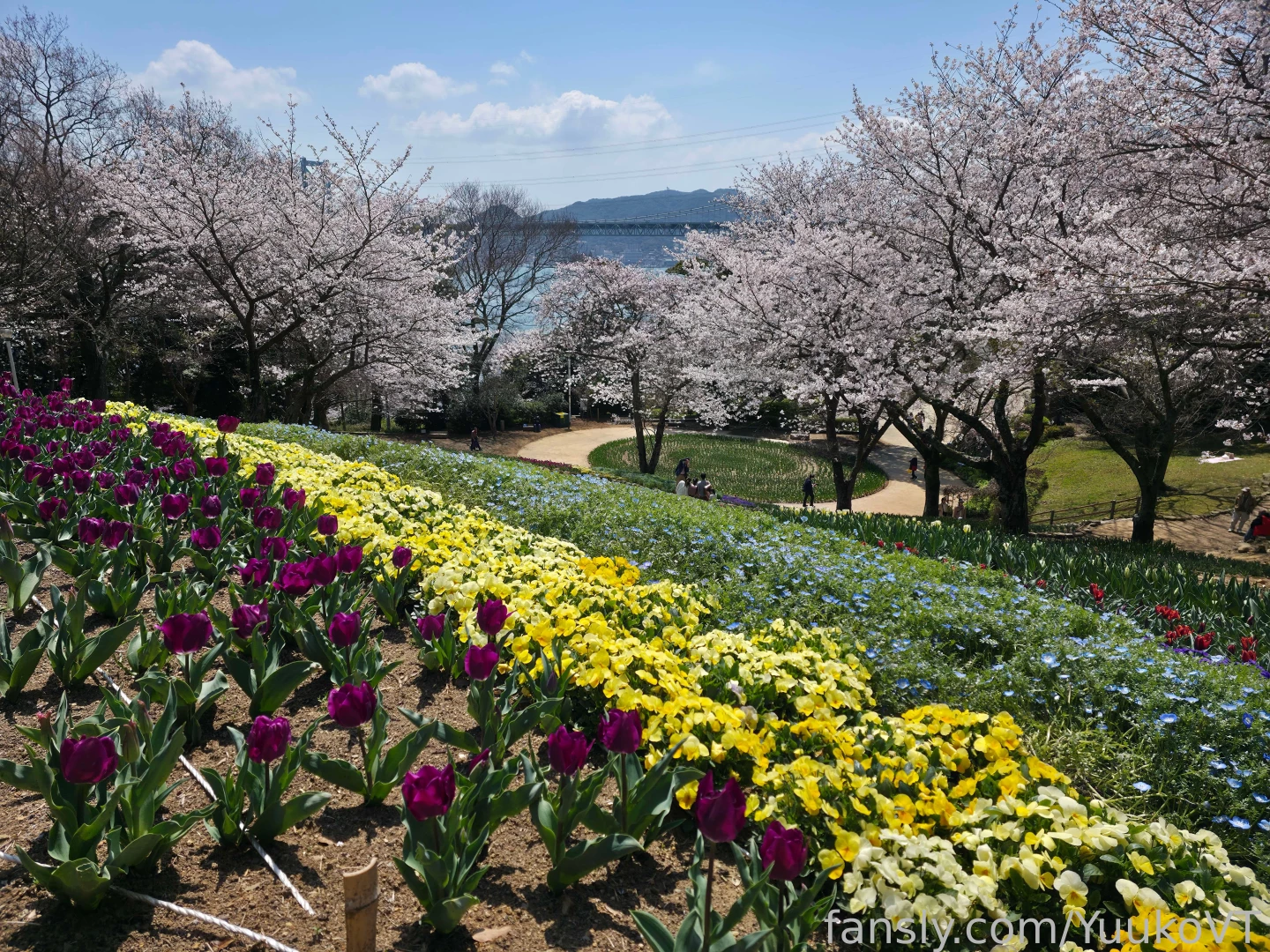 It s spring so there will be many sakura pictures every time i see 