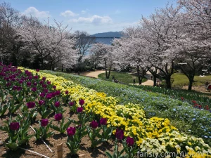 It s spring so there will be many sakura pictures every time i see