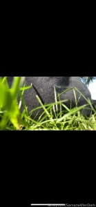 Stinky fart i did in the grass moving all my videos from onlyfans to