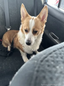 Eeepy girl had a trip to the vet today life dog doggo corgi pet pets part 2
