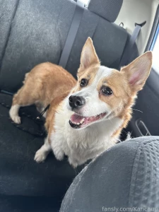 Eeepy girl had a trip to the vet today life dog doggo corgi pet pets part 1