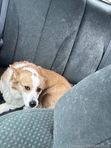 Eeepy girl had a trip to the vet today life dog doggo corgi pet pets