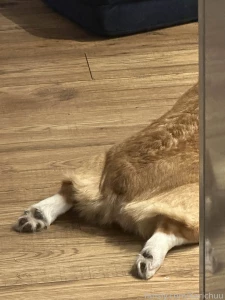 Beanie weanies life dog doggo corgi pet pets cute