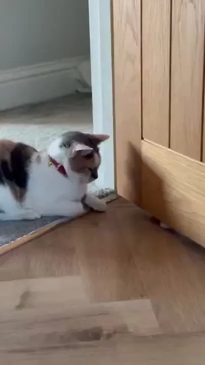 No matter how rubbish i am feeling at least i ve always got these 2 