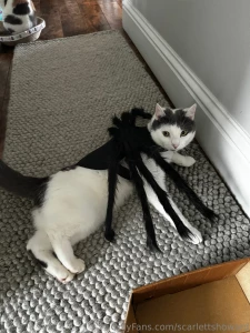 Swipe ---greg got luna and lenny some halloween outfits from my amazon