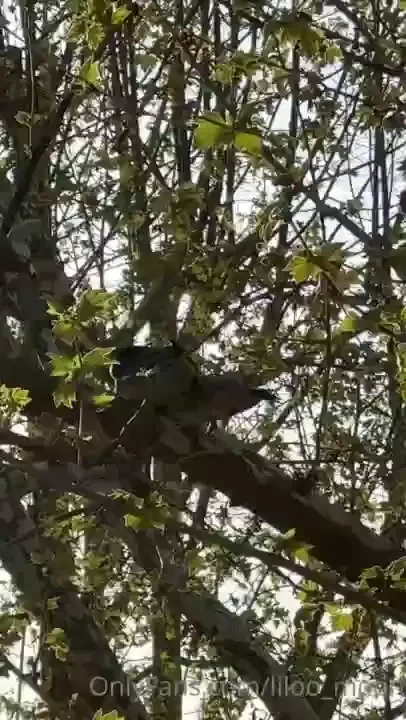 Today i saw two birds in love from the window it turned out a very 