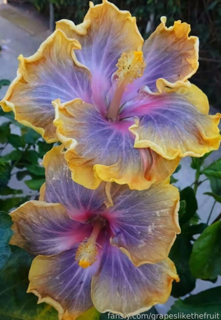 Pretty like a flower findom fyp goddess girlfriend fantasy egirl ai 