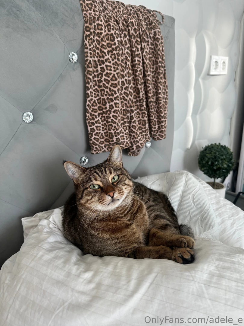 I want to share a picture of my cat with you isn t he cute 