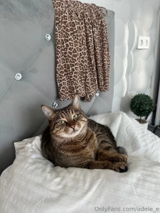 I want to share a picture of my cat with you isn t he cute