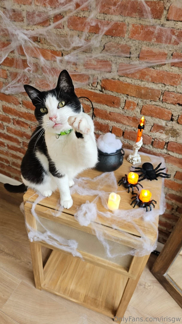 Halloween content cooking right now 