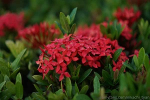 Just a piece of my life lt 33 part 2